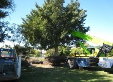 Kwikfynd Tree Management Services
southcoast