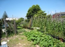 Kwikfynd Vegetable Gardens
southcoast